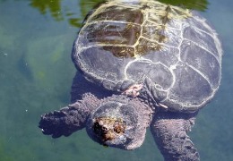 肌醇——魚、蝦飼料的能量補給站！